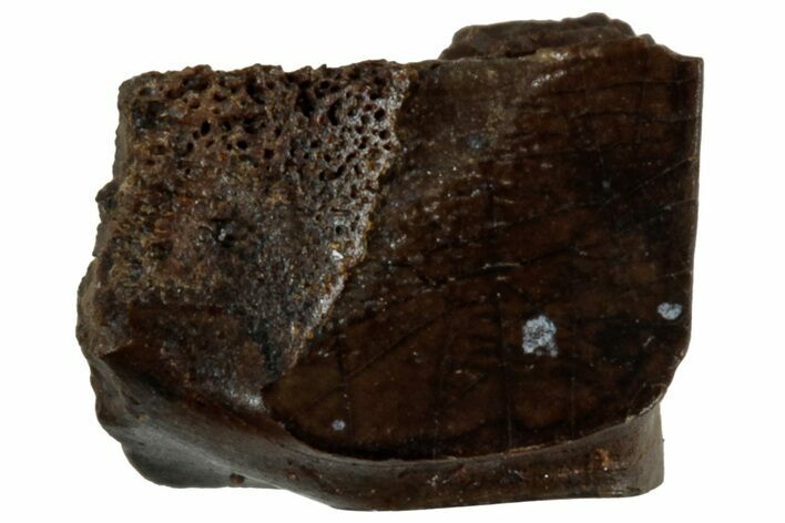 Fossil Hadrosaur (Edmontosaurus) Shed Tooth - Wyoming #312588